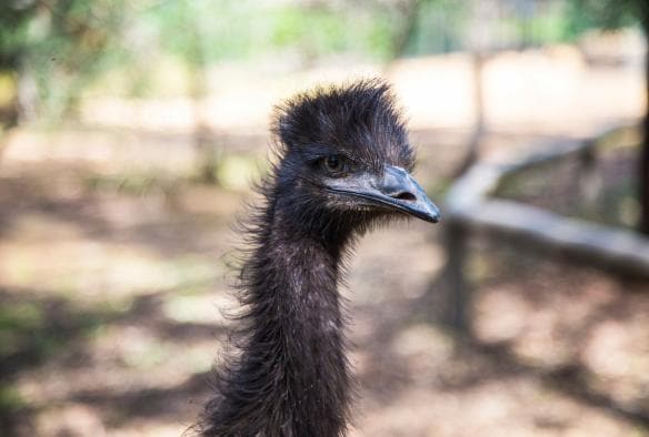 Close-up of an emu at Taronga Western Plains Zoo, Dubbo, New South Wales © Tourism Australia