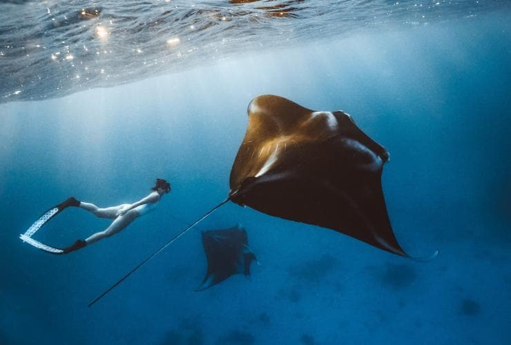 Underwater scene of a person swimming near two large manta rays at Lady Elliot Island, Southern Great Barrier Reef, Queensland © Tourism and Events Queensland