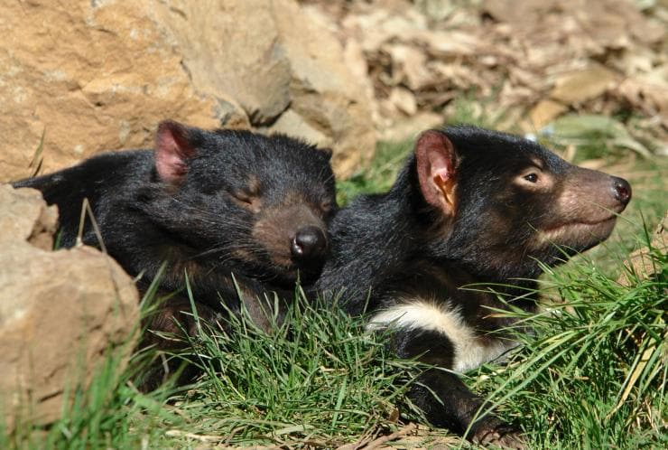 Two Tasmanian devils in the grass at Devils@Cradle, Cradle Mountain-Lake St Clair National Park, Tasmania © Tourism Tasmania