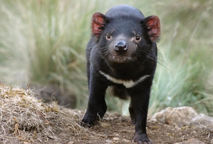 A Tasmanian devil standing in the grass, Devils@Cradle, Cradle Mountain-Lake St Clair National Park, Tasmania © Tourism Tasmania
