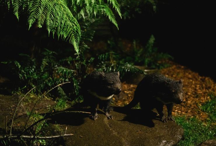 Two Tasmanian devils standing on the forest floor beneath ferns with Devils@Cradle, Cradle Mountain National Park, Tasmania © Stu Gibson/Tourism Tasmania