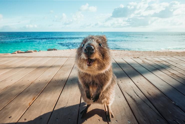 A quokka standing on a wooden path near the ocean on Rottnest Island, Western Australia © Tourism Western Australia