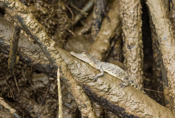 A baby estuarine crocodile basking on a mangrove, FNQ Nature Tours, Daintree, Queensland © Tourism Australia