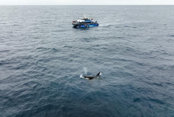 Aerial view over a boat cruising through the ocean with an orca breaching nearby during a tour with Naturaliste Charters, Bremer Bay, Western Australia © Tourism Australia