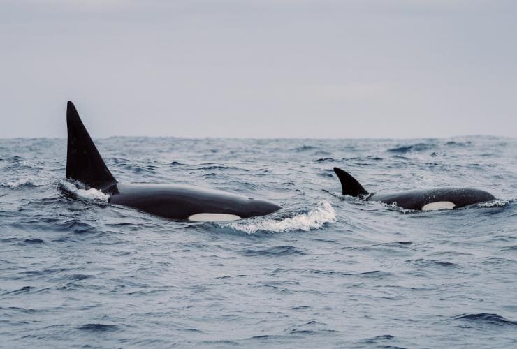 Two orcas breaching during a tour with Naturaliste Charters, Bremer Bay, Western Australia © Tourism Australia