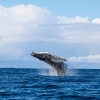 A whale leaping out of the ocean during a tour with Dive Jervis Bay, Jervis Bay, New South Wales © Jordan Robins
