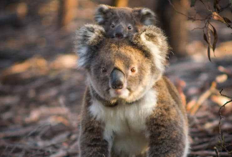 A baby koala peering between its mothers ears as it clings onto her back while she walks along the ground in Flinders Chase National Park, Kangaroo Island, South Australia © Sam Morgan