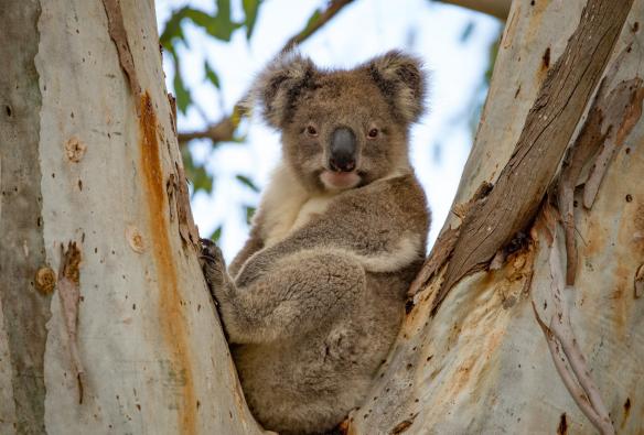 A koala perched on a branch amid bushland during a tour with Exceptional Kangaroo Island, South Australia © Craig Wickham