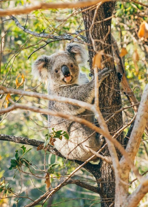 A koala clinging to a tree trunk among leafy bushland on Magnetic Island, Queensland © Tourism and Events Queensland