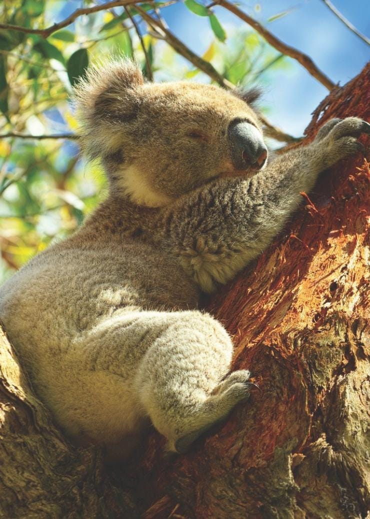 A koala sitting on a fork in tree branches with its arms stretched above its head on Magnetic Island, Queensland © Tourism and Events Queensland