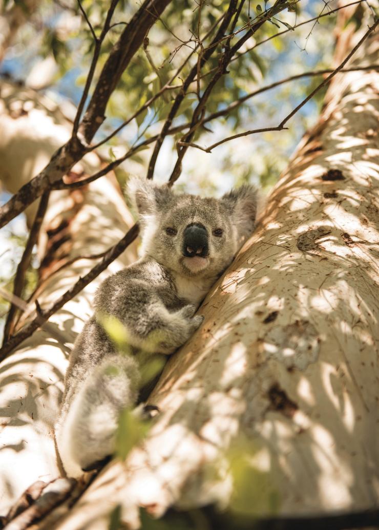 Looking up towards a koala tucked between a fork in a tree trunk curiously looking down towards the camera on Magnetic Island, Queensland © Tourism and Events Queensland