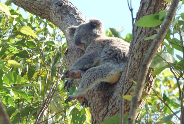 A Koala falling asleep in the sun with its legs hanging on either side of a tree branch at Tilligerry Habitat, Port Stephens, New South Wales © Tilligerry Habitat