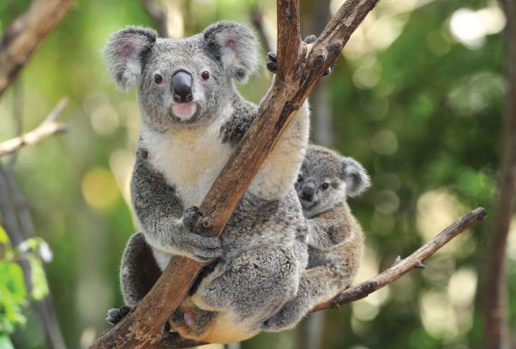 Baby and adult koalas sitting together on a tree branch, Raymond Island, Gippsland, Victoria © Visit Victoria