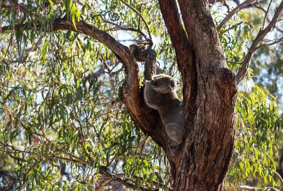 A koala clinging onto a tree branch on Raymond Island Koala Walk, Gippsland, Victoria © Visit Victoria / Josie Withers