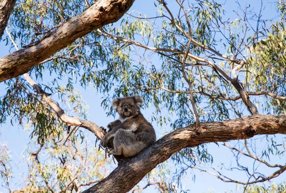 A baby koala’s ears poking out of its mother's arms as they sit together on the fork of a tree branch on Raymond Island, Gippsland, Victoria © Visit Victoria