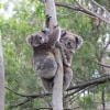Koalas in a tree in the You Yangs Regional Park in Victoria © Koala Clancy Foundation