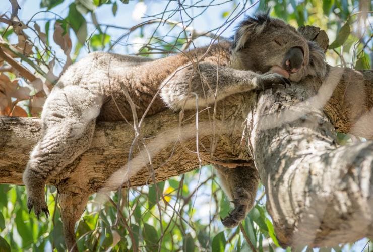 A koala sleeping while stretched out on its stomach with its legs and arms dangling from a horizontal tree branch, Cape Otway, Victoria © Visit Victoria
