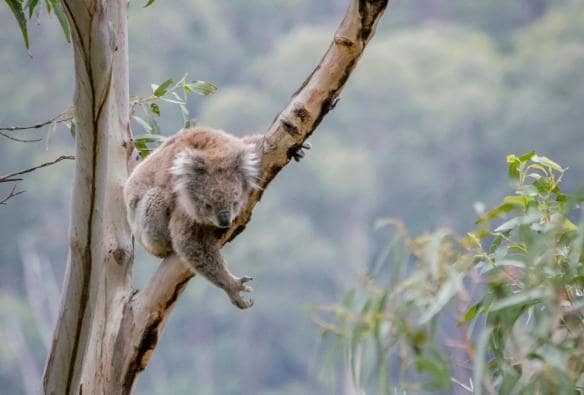 A koala reaching down from a branch in Kennett River, Victoria © Visit Victoria