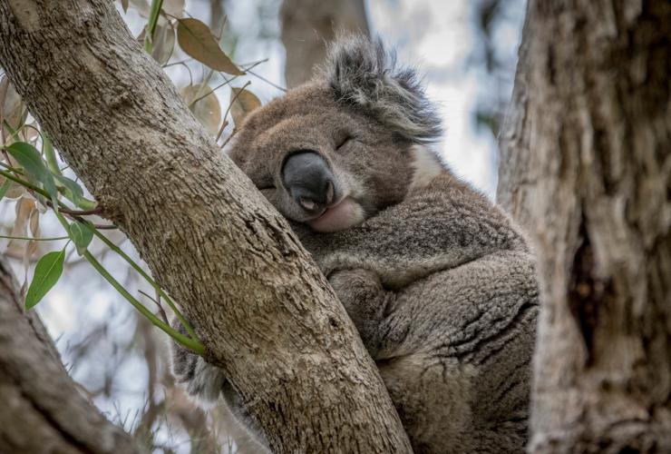 A koala curled up asleep in the fork of a tree in Kennett River, Victoria © Darren Donlen
