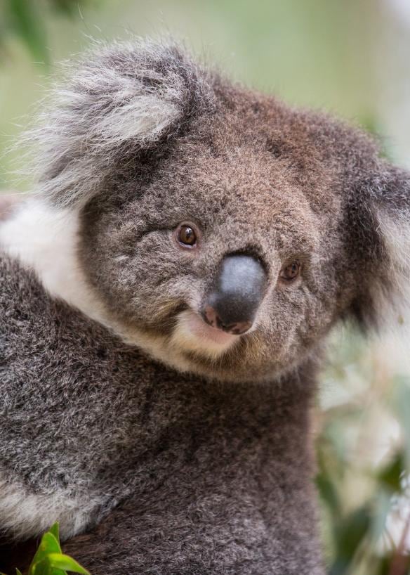 A large koala clinging onto a tree at Tidbinbilla, Australian Alps, Australian Capital Territory © Sean Davey