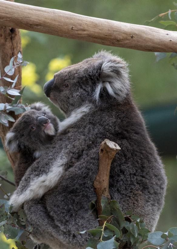 A mother koala holding a baby on a tree branch as it looks towards the camera at Tidbinbilla, Australian Alps, Australian Capital Territory © Tourism Australia