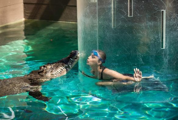 Gặp gỡ cá sấu tại Crocosaurus Cove, Thành phố Darwin, Lãnh thổ phía Bắc © Tourism NT/Helen Orr