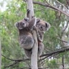 Koalas in a tree in the You Yangs Regional Park in Victoria © Koala Clancy Foundation