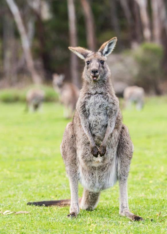 Kangaroo, Vùng Grampians, Tiểu bang Victoria © Rob Blackburn Photography