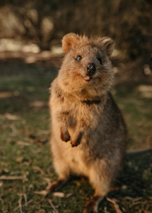 Quokka, Đảo Rottnest, Tiểu bang Tây Úc © Tourism Western Australia