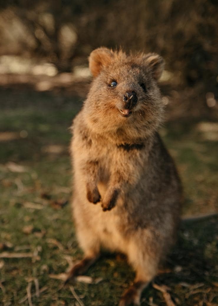 Quokka, Rottnest Island, WA © Tourism Western Australia