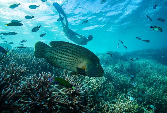 Lặn ống thở ngắm cá sú mì, Rạn san hô Great Barrier, Tiểu bang Queensland © Tourism and Events Queensland