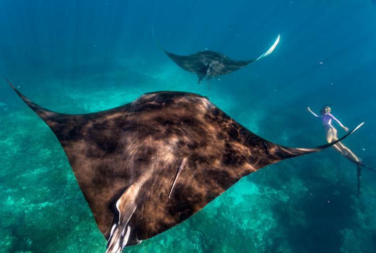 Swimming with Manta Rays, Ningaloo Reef, WA © Tourism Western Australia