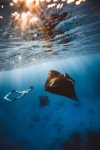 A woman snorkelling underwater with two manta rays near Lady Elliot Island, Great Barrier Reef, Queensland © Tourism and Events Queensland