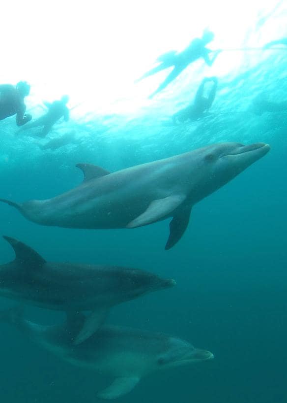 Sea All Dolphin Swims, Thị trấn Queenscliff, Tiểu bang Victoria © Sea All Dolphin Swims