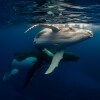 Humpback whales, Dive Jervis Bay, Jervis Bay, NSW © Dive Jervis Bay