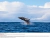 A whale leaping out of the ocean during a tour with Dive Jervis Bay, Jervis Bay, New South Wales © Jordan Robins