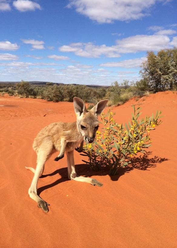 Khu bảo tồn Kangaroo, Thị trấn Alice Springs, Lãnh thổ phía Bắc © The Kangaroo Sanctuary