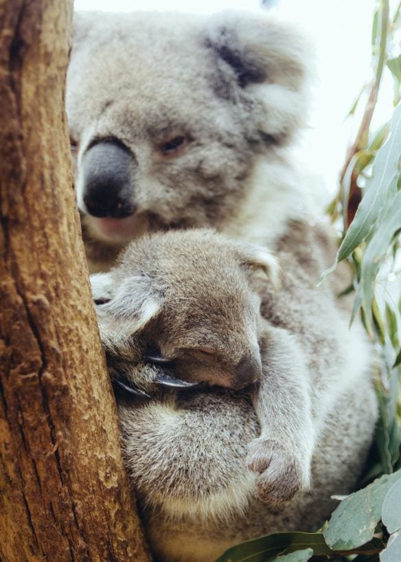Khu bảo tồn Healesville, Thung lũng Yarra, Tiểu bang Victoria © Roberto Seba