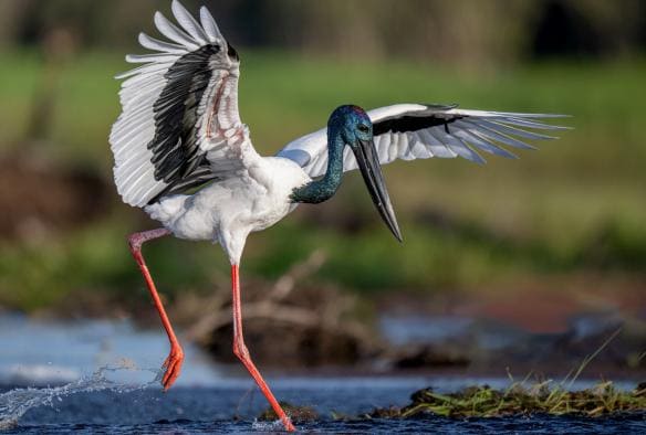 Cò Jabiru cổ đen tìm thức ăn trong đầm lầy đất ngập nước, Vườn quốc gia Kakadu, Lãnh thổ phía Bắc © Tourism NT/Paul Thomsen