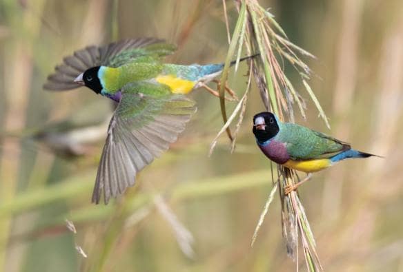 Chim sẻ Gouldian trên cây ở Vườn quốc gia Kakadu, Lãnh thổ phía Bắc © Tourism NT/Paul Thomsen