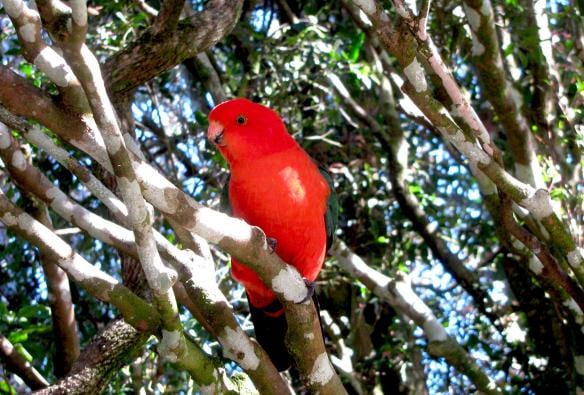 Một con Vẹt Vua màu đỏ tươi đậu trên cây tại O'Reilly's Rainforest Retreat, Vườn Quốc gia Lamington, Tiểu bang Queensland © Tourism Australia