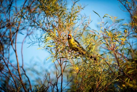Một con vẹt Rosella xanh sặc sỡ trên tán cây xanh tươi, Đảo Bruny, Tiểu bang Tasmania © Rob Burnett