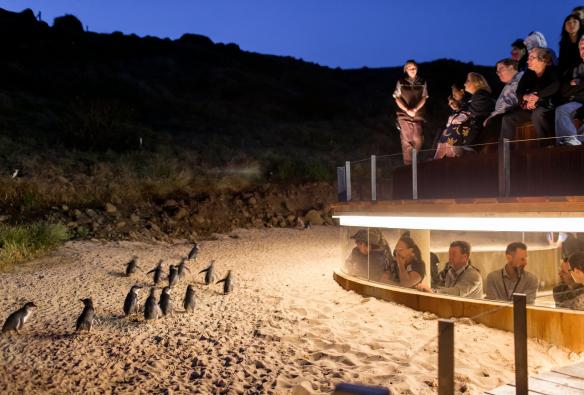 Một nhóm người đang xem đàn chim cánh cụt diễu hành trên bãi biển từ các khu vực quan sát, Penguin Parade, Công viên tự nhiên Đảo Phillip, Đảo Phillip, Tiểu bang Victoria © Phillip Island Nature Park