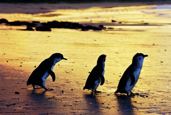 Ba chú chim cánh cụt đi dọc bãi biển, Penguin Parade, Công viên tự nhiên Đảo Phillip, Đảo Phillip, Tiểu bang Victoria © Phillip Island Nature Park