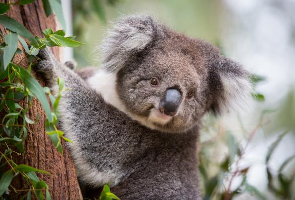 Một con koala trên cây, Khu Bảo tồn Thiên nhiên Tidbinbilla, Sông Paddys, Lãnh thổ Thủ đô Úc © Visit Canberra