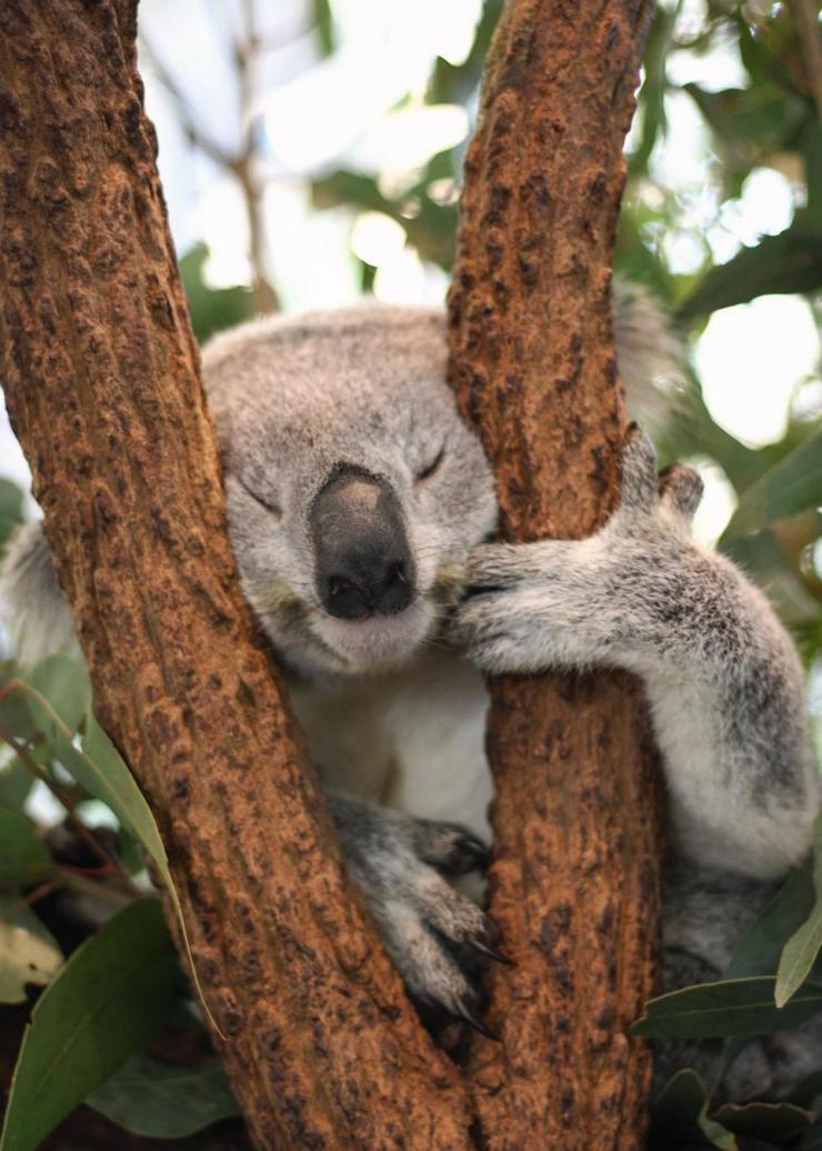 Lone Pine Koala Sanctuary, Brisbane, QLD © Lone Pine Koala Sanctuary