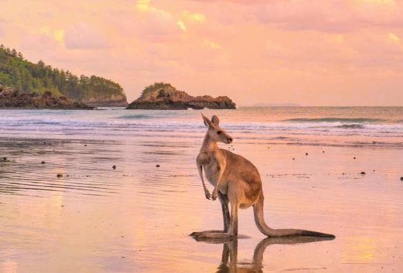 Kangaroo ở Cape Hillsborough, QLD © Tourism and Events Queensland