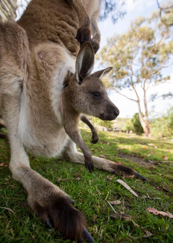 Kangaroo ở Khu bảo tồn động vật hoang dã Bonorong, Brighton, TAS © Tourism Australia