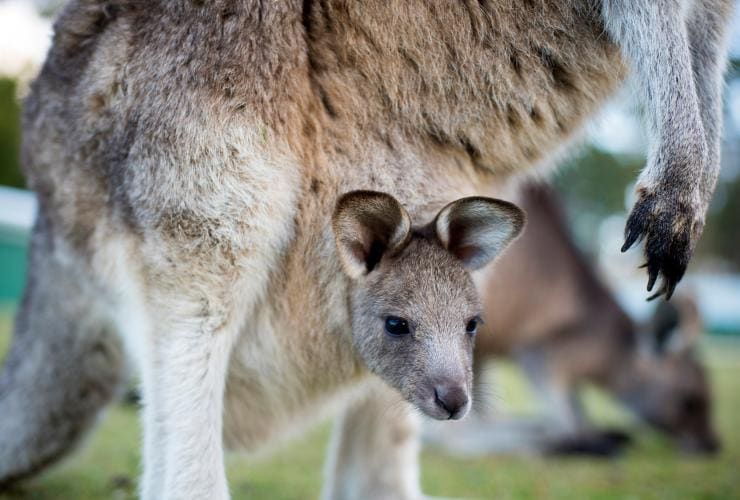 East Coast Natureworld, Bicheno, TAS © Rob Burnett