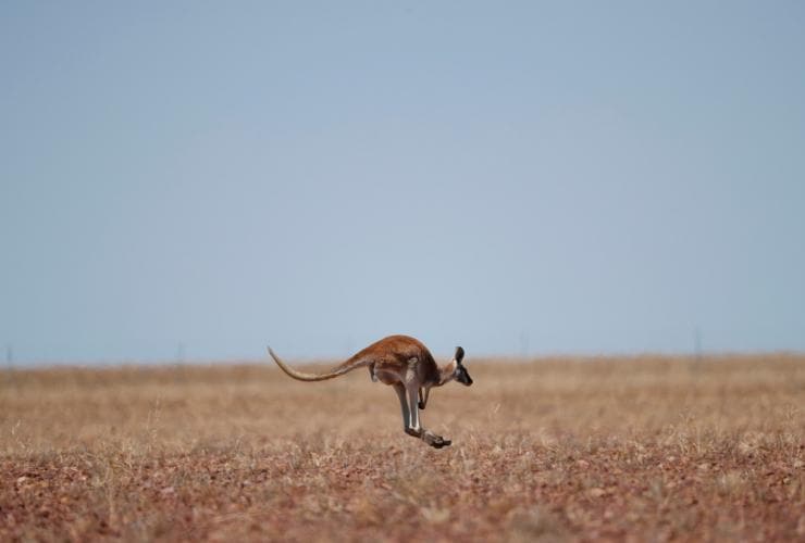 Ilfracombe, QLD © Tourism and Events Queensland